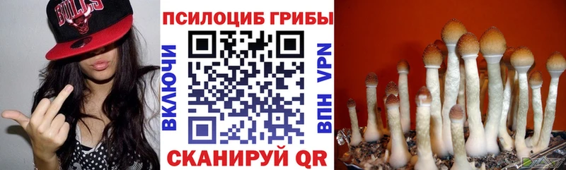 нарко площадка какой сайт  Кингисепп  Псилоцибиновые грибы мицелий  KRAKEN вход 